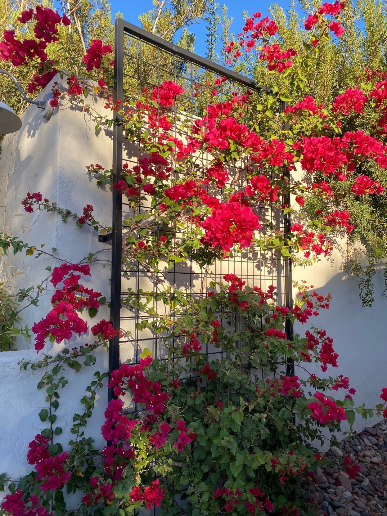 Bougainvillea on trellis